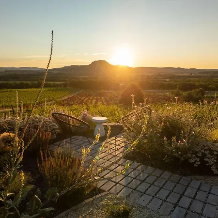 Dandelion Szőlőliget