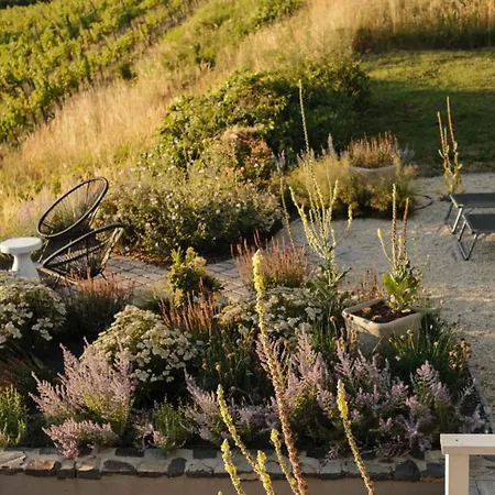 Dandelion Szőlőliget *